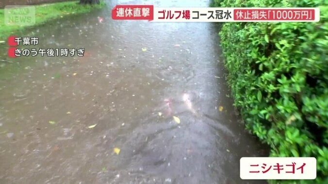 ニシキゴイが歩道を泳ぐ