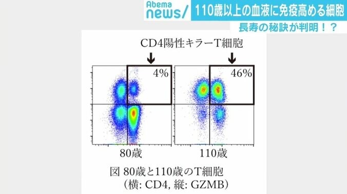 「“80歳で死ぬなんて若い”となるかも」110歳以上の血液に“長寿の秘訣”となる細胞？ 研究発表 2枚目