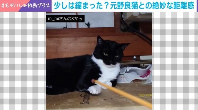 “絶妙な距離感”の猫
