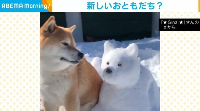 柴犬の銀次くん（10歳）