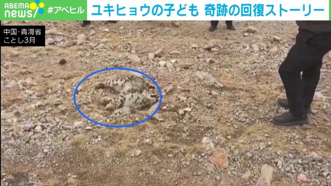 ユキヒョウの子ども