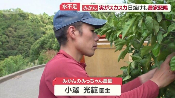 ミカン農家の小澤光範さん