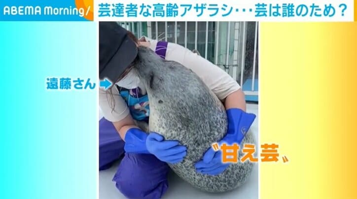 華麗な“腹筋”も 高齢アザラシが見せる芸が「かわいい」 芸は健康管理の一環も