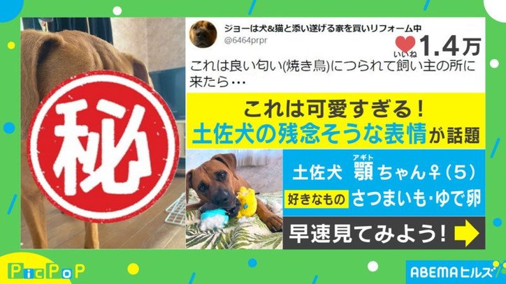 ちがう これじゃないワン 愛犬のご飯につられた表情が愛らしい 国内 Abema Times