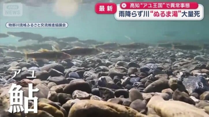 高知特産の「アユ」