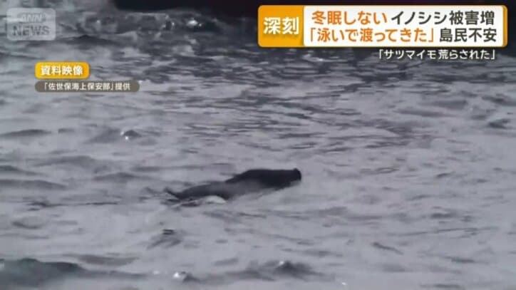 海を渡るイノシシ