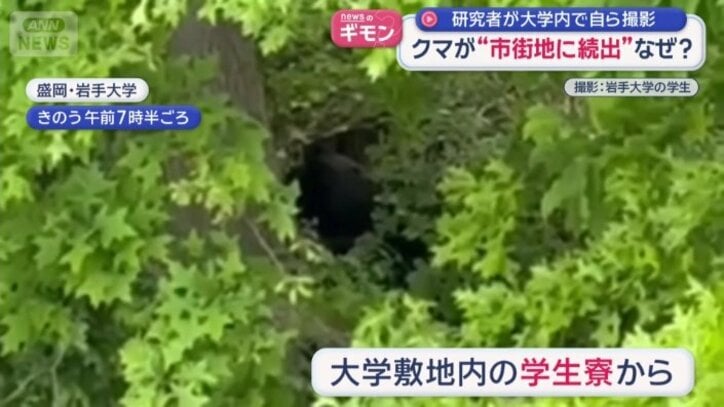 茂みの中にクマが…