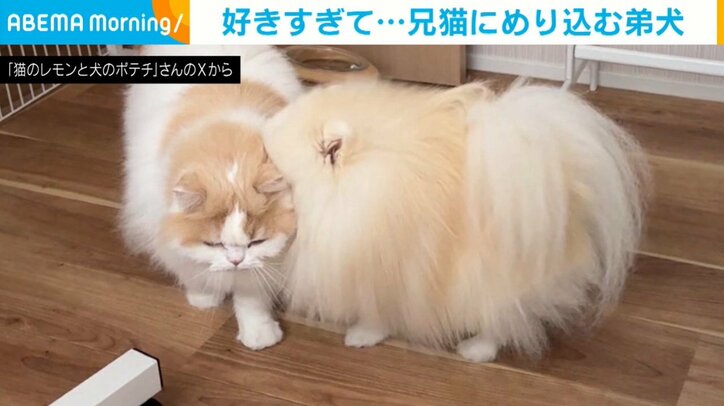 兄猫にめり込む弟犬