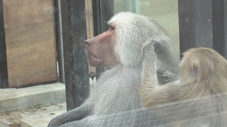 動物たちの可愛すぎる“食事タイム”に密着! ホワイトタイガーこだわりのディナーとは?