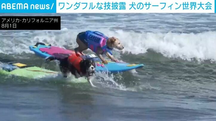 サーフボードに乗る犬