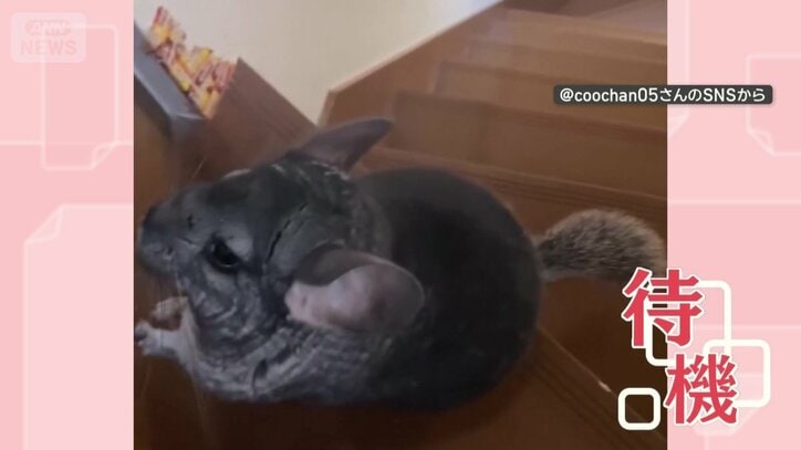 おやつの前で待機