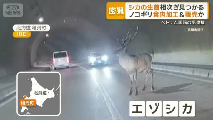 北海道積丹町のトンネル内に現れたエゾシカ
