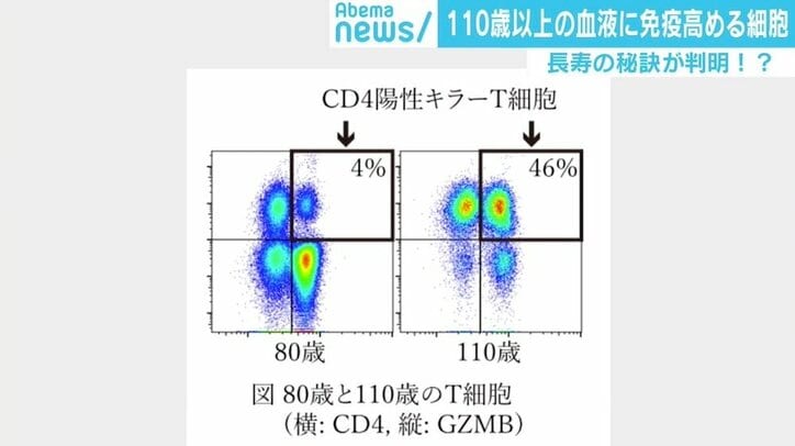 「“80歳で死ぬなんて若い”となるかも」110歳以上の血液に“長寿の秘訣”となる細胞？ 研究発表
