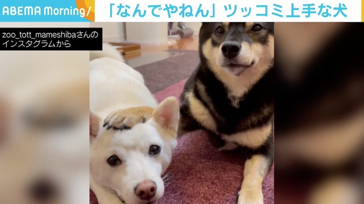 なんでやねん ツッコミ上手 ツッコまれ上手な 豆柴コンビ に反響 尻尾フリフリ 国内 Abema Times なんでやねん ツッコミ上手 ツッコまれ上手な 豆柴コンビ に反響 尻尾フリフリ 国内 Abema Times