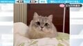 「かしこい！」オモチャの“とってこい遊び”を習得した猫に「『はい、投げて』って渡して待ってる…」「か、可愛い！」と反響
