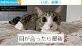 猫と目が合ったかと思いきや勢いよく突撃!カメラ越しの“一部始終”に「クセになる」「お目々が可愛い」の声