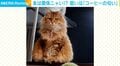 コーヒーの匂いが嫌いな猫の“意外な行動”に「コップ倒しそうw」「こぼしそうでこわいｗ」など心配の声