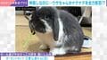 ウサギが飼い主のなでなでを全力拒否→必死の毛づくろい姿に「撫で方気にいらなかった？」「静電気かな」などの声