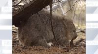 【映像】木の枝にお尻を“スリスリ”して“カキカキ”するウォンバット