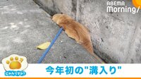 【映像】溝に入った犬→別の生き物に変身