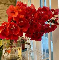 「素敵すぎます」「本当綺麗」工藤静香、自宅に咲きこぼれるブーゲンビリアに反響