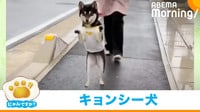 “お気に入り”を見つけると「キョンシー」になってしまう柴犬