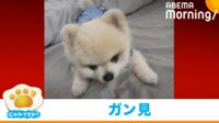 【映像】“メンチを切る”目力最強のポメラニアン