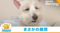 【映像】人間に飽きて“喜ばなくなった”犬