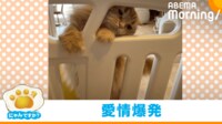 【映像】猫が必死に求めていたもの