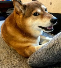 尾形あい『喘息ちゃん』