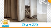【映像】おいで〜って言いたくなる!!カーテンから覗く猫の“愛くるしい姿”