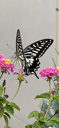 キャシー中島『台風は過ぎたけれど』