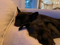 Seiko Darvish『主人について考えてみた。』