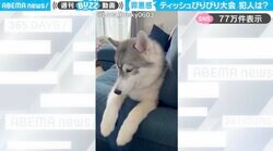 「ティッシュびりびり大会したの誰？」←目を背けるシベリアンハスキーに「悪いことした自覚ありw」「こんなん許すしかない」と反響