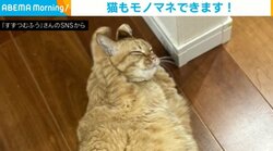 猫が披露した“ウサギのモノマネ” 前足を器用に使う姿に飼い主称賛