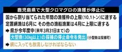 せっかく獲れたクロマグロを海に戻さなければならない現実…専門家「漁獲量の安定のため、今はまだ我慢しなければならない」