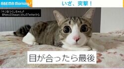 猫と目が合ったかと思いきや勢いよく突撃！カメラ越しの“一部始終”に「クセになる」「お目々が可愛い」の声