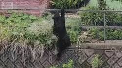 宇都宮のクマ、住宅街で1頭捕獲　市は2頭目の存在を否定せず　厳戒態勢を継続