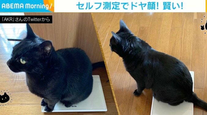 喜ぶ顔が見たいニャ “セルフ体重測定”する黒猫 最後にドヤ顔も 1枚目