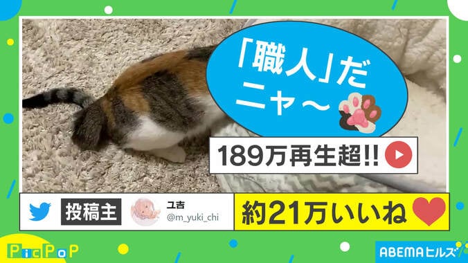 “ふみふみ職人“の猫がTwitter民を魅了「た、たまらん…」「腰揉んで」 飼い主は「うどん職人をイメージ」 1枚目