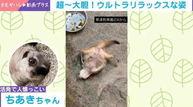 ミーアキャット