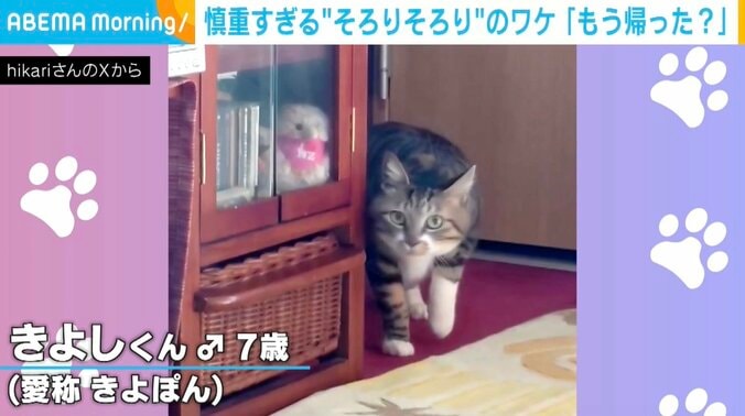 猫の「きよし」くん