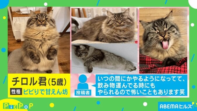 「とてつもない身体能力!」三角跳びで飼い主を追い抜く猫 忍者のような軽やかな動きにお口あんぐり 2枚目