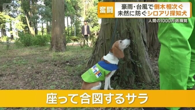 木の周りを歩いていたサラが…