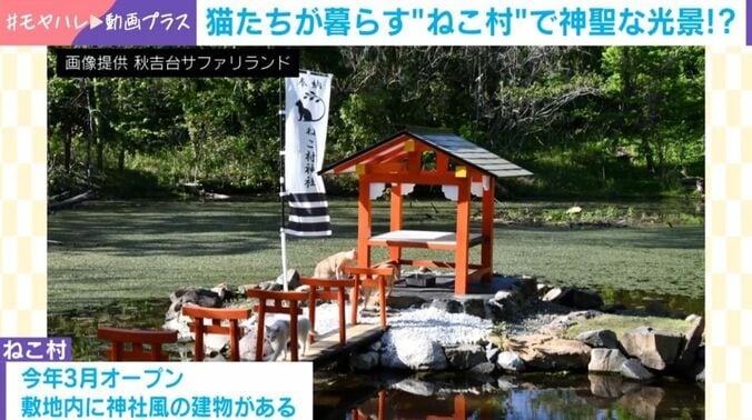 ねこ村