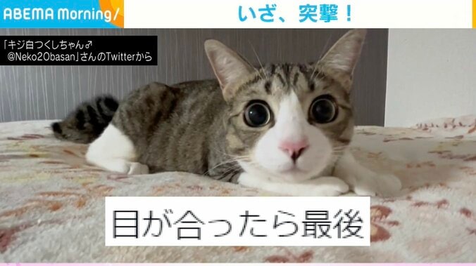 猫と目が合ったかと思いきや勢いよく突撃！カメラ越しの“一部始終”に「クセになる」「お目々が可愛い」の声 1枚目