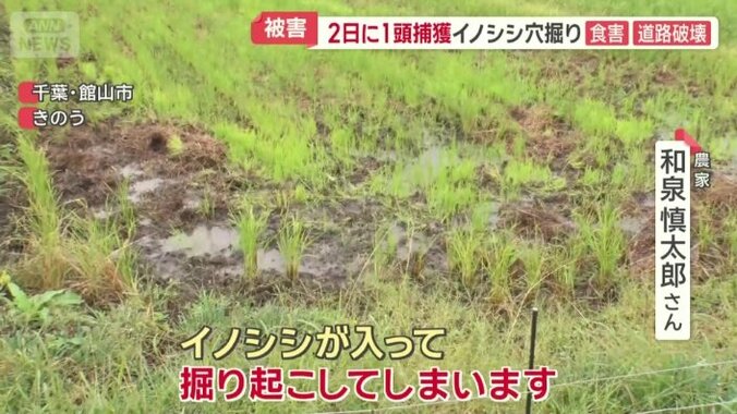イノシシが入って掘り起こしてしまう