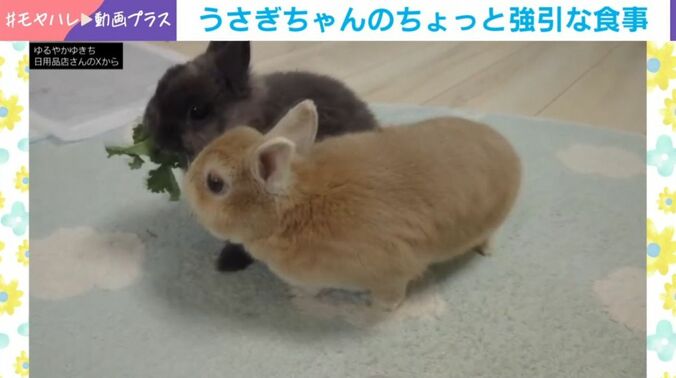 うさぎのコユキちゃんとすばるくん