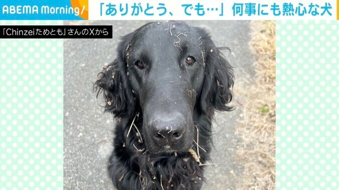 フラットコーテッド・レトリバーの為朝くん（6歳）