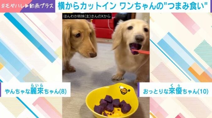 ダックスフント